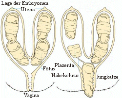 Embryonen